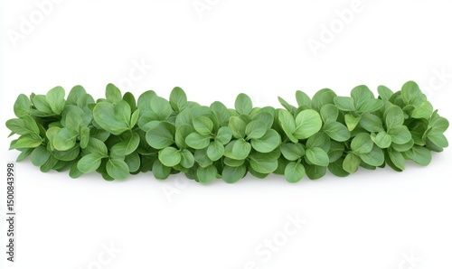 Lush green foliage border, isolated on white, for design