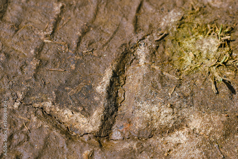 Obraz premium A Crane's track found in a mud