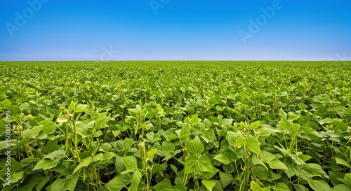High Quality Professional Photograph Showcasing Vast Expansive Field of Mung Bean