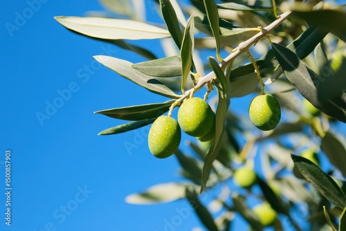 Olive Orchard. Healthy Olive Trees Growing in Picturesque Field under Blue Skies