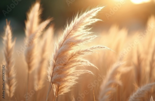 Soft feathery pampas grass in warm golden light. Delicate fluffy nature outdoors landscape. Abstract botanical floral background with beige, cream, yellow, brown, pink colors. Perfect for social