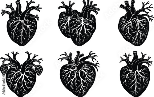 Anatomical Hearts with Roots Vector on White Background