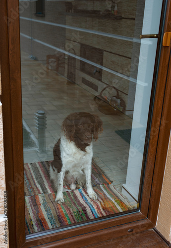 dog breed setter sitting on windowsill in front of window