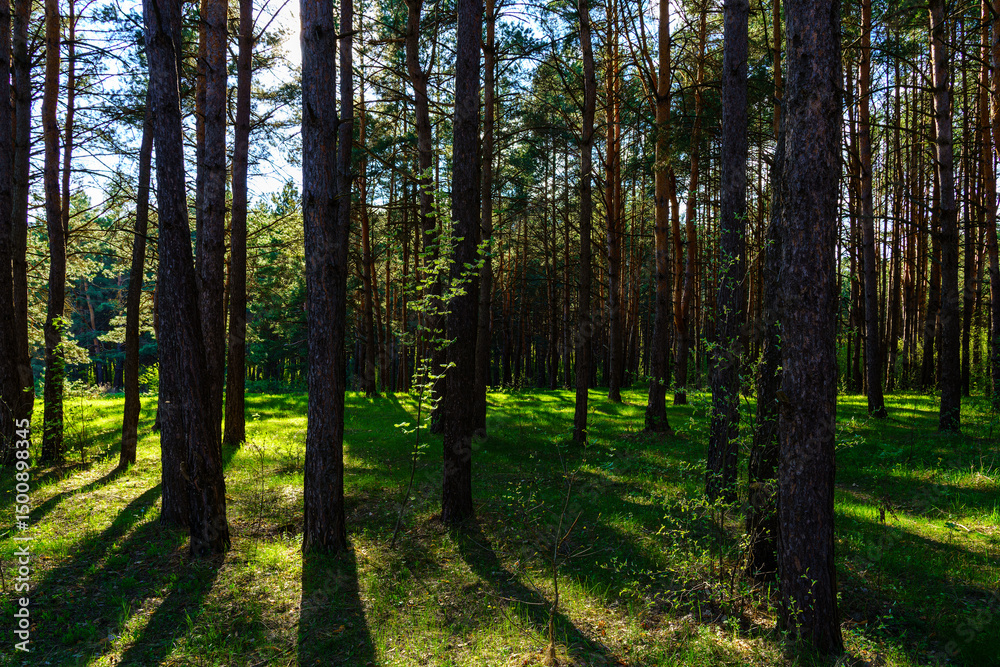 Obraz premium Sunlight illuminating green grass and tree trunks in a forest, creating natural reflections and shadows. A beautiful spring or summer woodland scene.