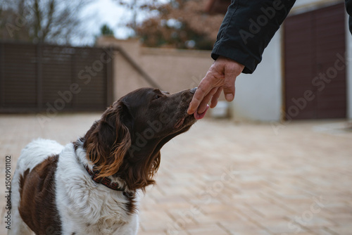 human hand play with  setter dog