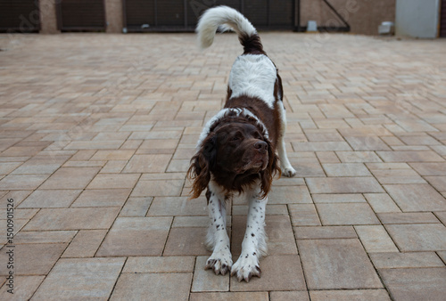 dog breed setter sitting on green meadow