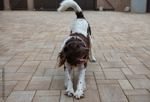 dog breed setter sitting on green meadow