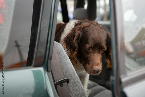 dog breed setter sitting in the car