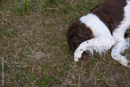 Setter dog playing on green grass on the lawn