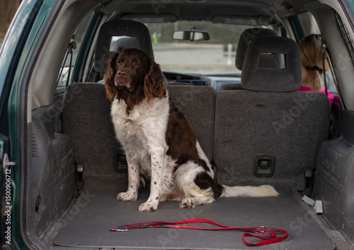 dog breed setter sitting in the car