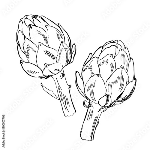 Artichoke Sketch ink food vector. Vegetables outline line. Farm products