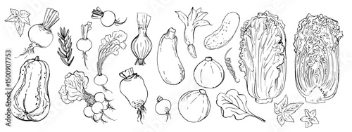 Sketch ink food vector. Vegetables outline line. Farm products. Cucumber, pumpkin, beetroot, zucchini, cabbage