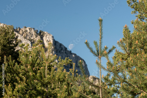 Pino con luna y montañas y cielo azul de fondo