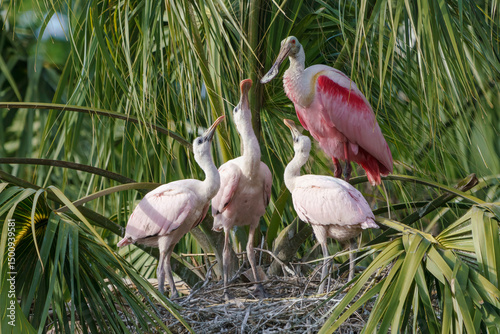Roseate Spoonbill family in a palm tree nest, chicks begging to be fed