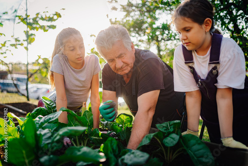 Wallpaper Mural Grandfather teaching granddaughters gardening in backyard vegetable garden Torontodigital.ca