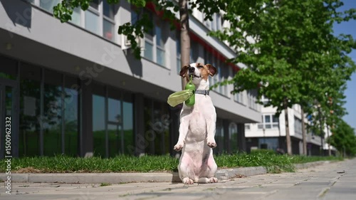 Adorable Dog with Waste Bag Ready for a Walk. 