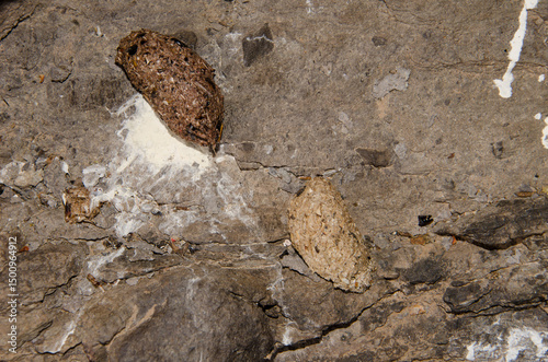 Pellets from common kestrel Falco tinnunculus canariensis. Integral Natural Reserve of Inagua. Gran Canaria. Canary Islands. Spain.