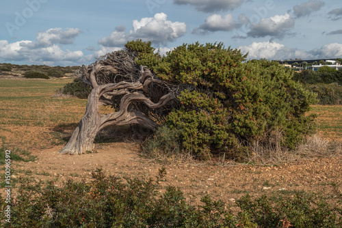 Εκτύπωση καμβά Windswept tree in the meadow, grows at obvious angles in a public park in PAphos, Cyprus, near Mediterranean sea