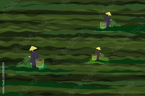 some people are harvesting tea leaves in the garden