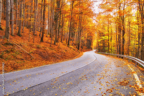 Curved forest road in autumn foliage