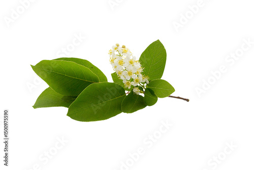 A branch with flowers of Prunus virginiana isolated on white