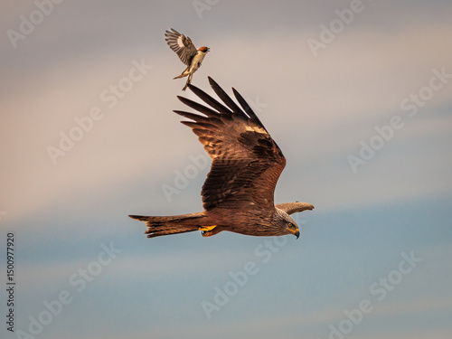 Black kite attacked by shrike in flight against evening sky. photo