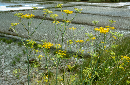Foeniculum vulgare, Fenouil sauvage,  Marais salants, Guerande, 44, Loire Atlantique, France