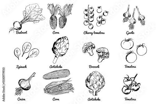 Vegetables fruits food icons set. Sketch of food vegetables by line and watercolor. Corn, tomatoes, beets, onions, arishok, garlic
