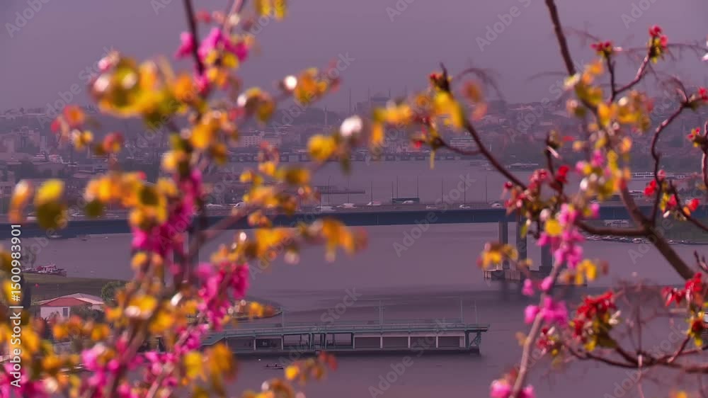 Galata Bridge in the background, Judas trees in the foreground
