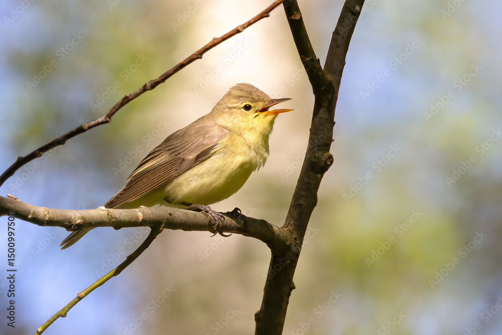 Obraz premium Icterine Warbler