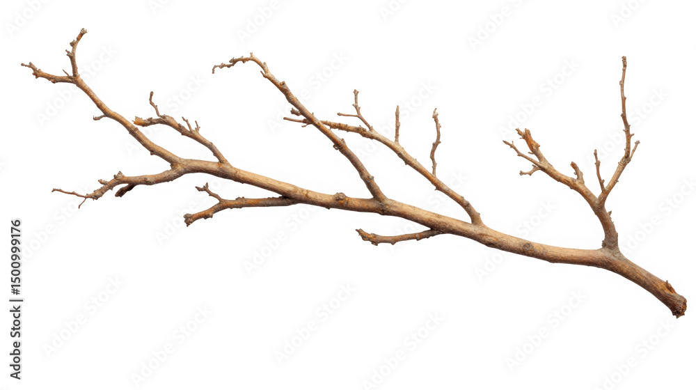Dried tree branch isolated on transparent background