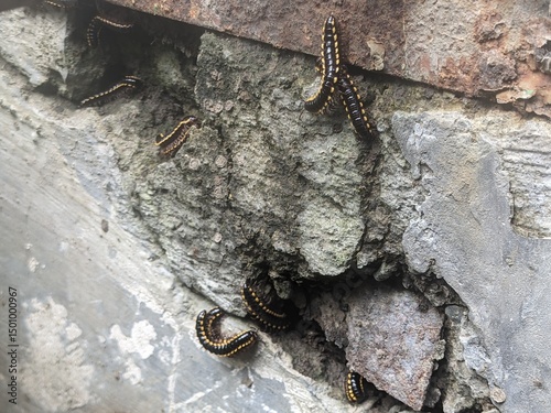 Close-up of a dark millipede crawling on a rough concrete surface, showcasing segmented body and tiny legs in natural light.
