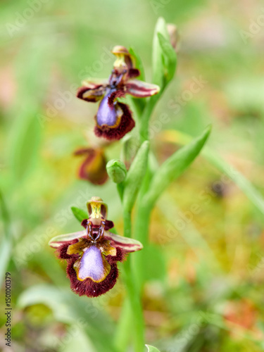 Ophrys tenthredinifera. Sawfly Orchid
