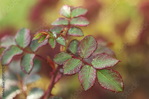Fresh rose leaves with rain droplets, macro photo. Vibrant spring foliage with red margins and glistening texture.