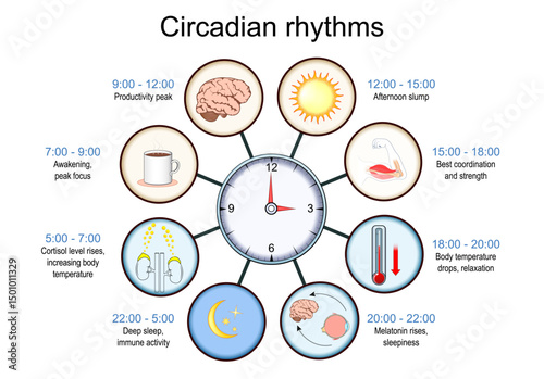 Circadian rhythm. Biological Clock.