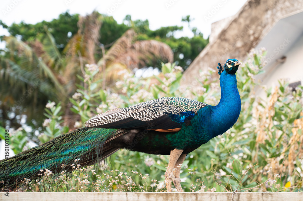 Obraz premium Blue peacock or peafowl bird in a tropical garden in South India, male with eye spotted colorful tail feathers