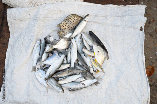 Fish market in Kochi India, market stall with freshly caught seafood, fishing industry at the Arabian Sea
