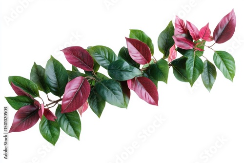 Leaves of green and red plant on white background