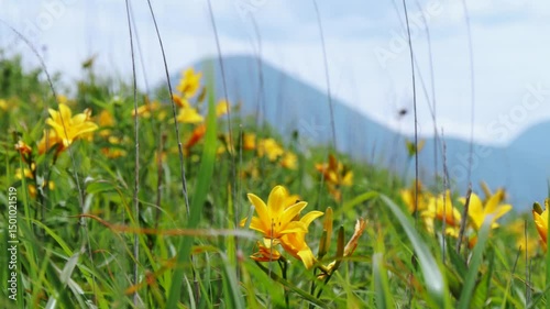 ニッコウキスゲの背景に蓼科山のシルエット
