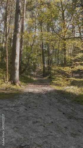 Tilt up shot of empty tree-shaded trail among old pine trees and deciduous saplings with fresh green leaves in springtime mixed forest at early spring sunny day. No people beautiful nature scenery.