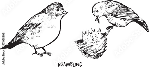 Brambling ink drawing set, birdwatching sketches of two poses: sitting and feeding. Woodland bird black and white sketches, isolated on white, simple minimal textured style.