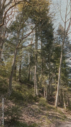 Tilt up shot of old lush pine trees and deciduous saplings with fresh green leaves on slope in springtime mixed forest at early spring at sunny day. No people woodland landscape, vertical video.