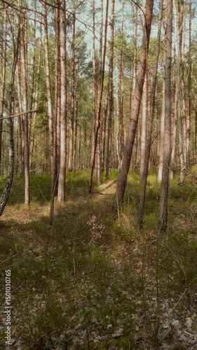 Vertical panorama of springtime woodland landscape with tall pine trees and bilberry shrubs in dense conifer forest at sunny day of early spring. No people wilderness natural background.