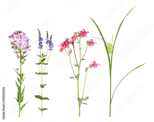 Foto Sweet rocket, speedwell, aquilegia and Gray's sedge