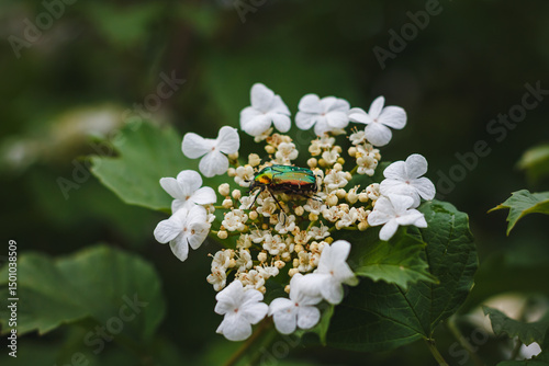 The beetle Cetonia aurata or Golden bronze sits on white viburnum flowers in May