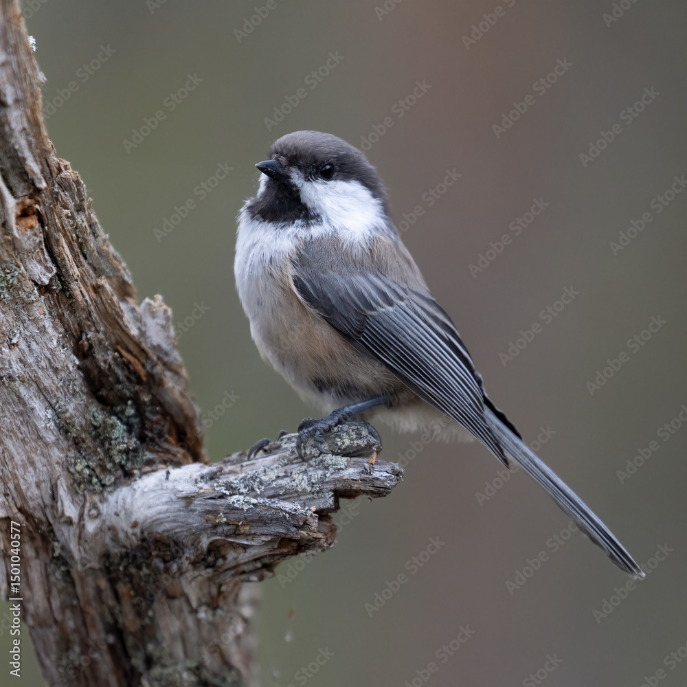 Obraz premium Siberian tit