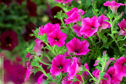 Petunia flowers bloom in the garden