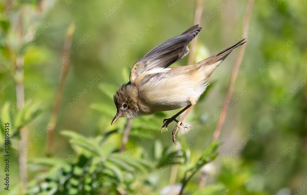 Obraz premium Marsh Warbler