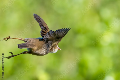 Wallpaper Mural Marsh Warbler Torontodigital.ca