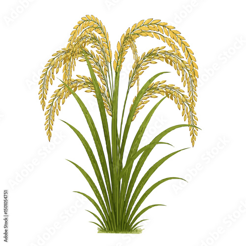 Paddy Tree Illustration